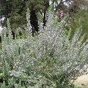 Rosmarinus officinalis P19 P22